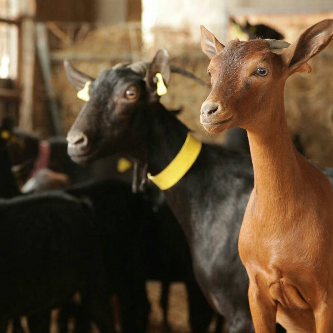 NUESTRA LECHE DE CABRA